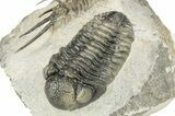 Huge, Spiny Ceratarges Trilobite With Austerops - Zireg, Morocco #255451-9